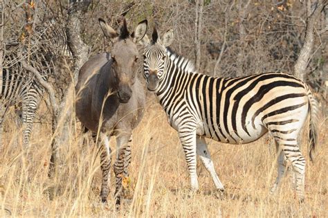 Wildlife Safaris In Zimbabwe Expert Africa