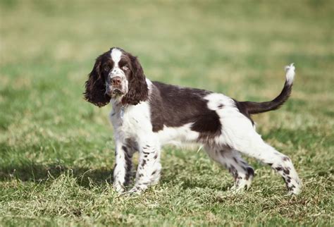 English Springer Spaniel: Future Owners Should Read This