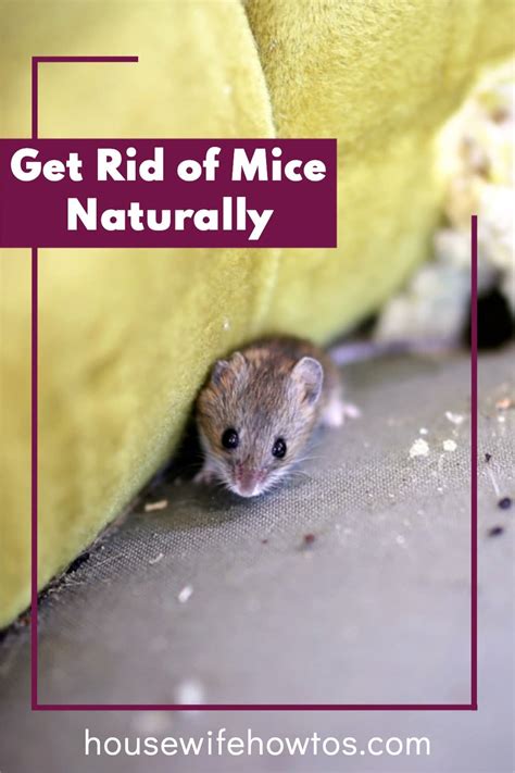 How to Get Rid of Mice Naturally & Keep Them Away - Housewife How-Tos