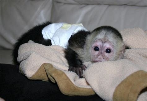 Baby Capuchin Monkeys For Free Adoption Page 12