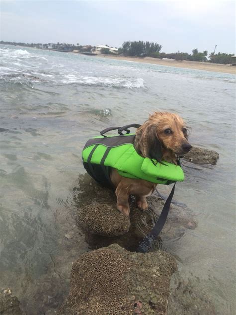 Search for mini dog bathtub. WienerGirl Gretchen at Bath Tub Reef Beach, Florida ...