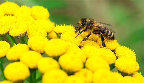 Honey bee flowers to plant. Free Images : plant, flower, pollen, pollination, yellow ...