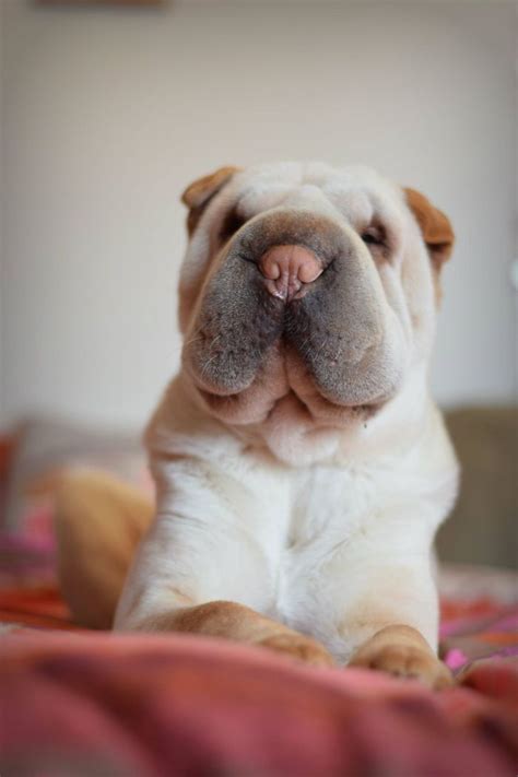 Shar Pei Puppy Cute Animals Cute Dog Pictures Cute Dogs