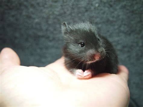 Syrian Hamster Black Longhaired ブラック長毛。生後23日。 Cute Hamsters Funny