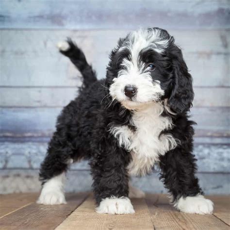Bernedoodle Guide To Owning A Bernese Mountain Poodle Mix K9 Web
