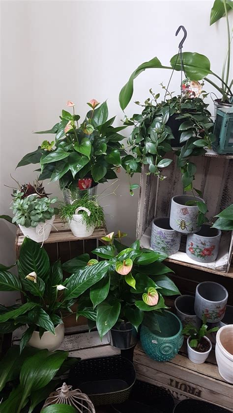 House Plants Are So Versatile And Are Also Great At Keeping The Air