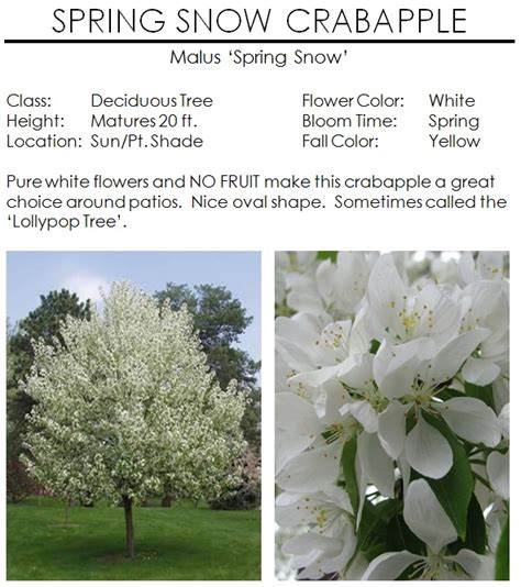 Spring Snow Crabapple — The Garden Kingdom