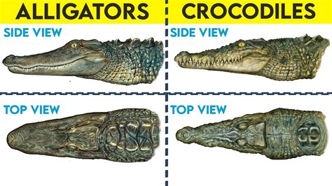 Crocodiles Vs Alligators How Are They The Same How Are They