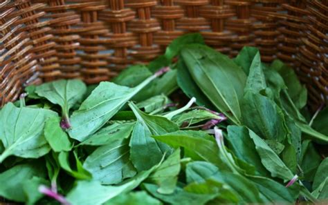 Plantain Herbs We Love For Summer Herbal Academy