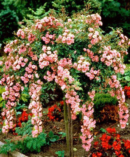 Pink Cascading Rose Tree Zulily Rose Trees Beautiful Flowers