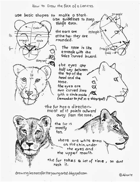 How To Draw A Female Lioness Face Worksheet Animal Drawings Easy