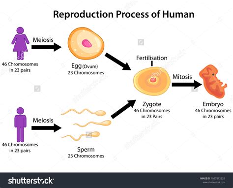 Human Fertilization Diagram Images Stock Photos Vectors