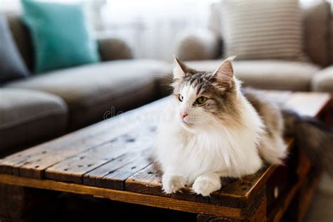 Portrait Of Cute Cat Lying On Table At Living Room Stock Image Image