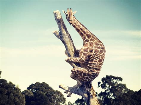 Giraffes Go Viral On Facebook Scoop Empire