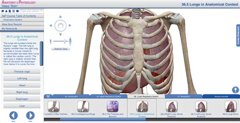 Lungs Behind Ribs : Human Rib Anatomy