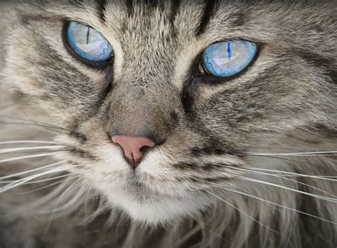 Blue Eyed Grey Tabby Cat 122437