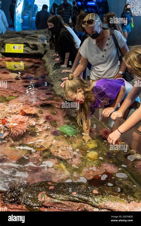 Children At Touch Tank Seattle Aquarium Washington State Usa Stock