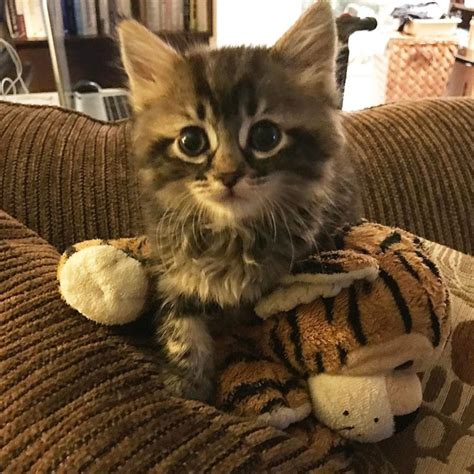 Global Inspiration These Cute Adorable And Playful Foster Kittens Are