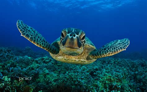 Sea Nature Animals Underwater Turtle Wallpapers Hd Desktop And