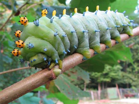 10 Remarkable Types Of Caterpillars And What They Become