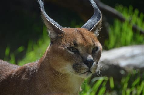 Do Caracals Make Great Pets Heres What You Need To Know Rested Paws