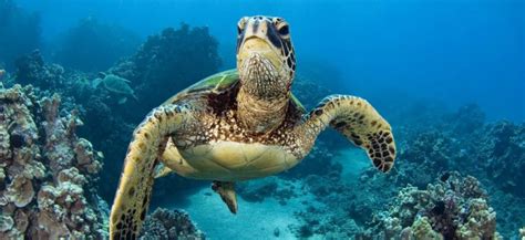 Морские черепахи: интересные факты о самых древних ...