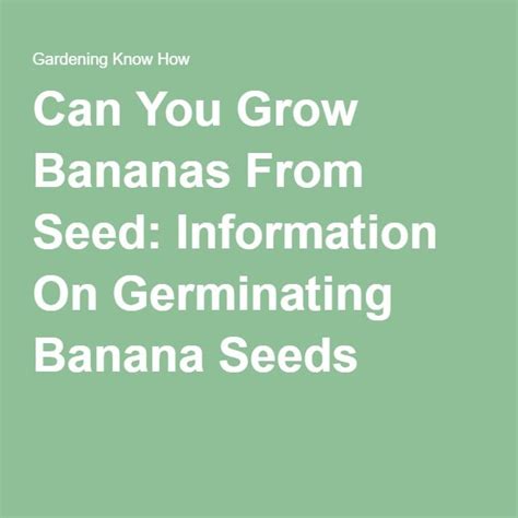 Propagating Banana Plants Growing Banana Trees From Seeds Banana