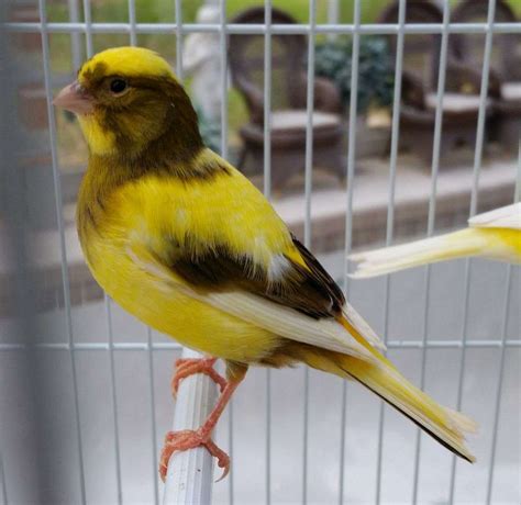 Single Premium Variegated Canary Proven Singer Fly Babies Aviary
