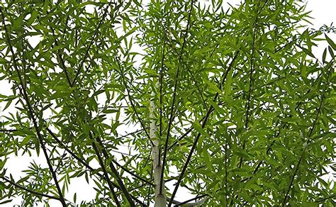 4 Globe Willow Trees Shade Or Privacy Tree Fast Growing Bc2 Cz Grain