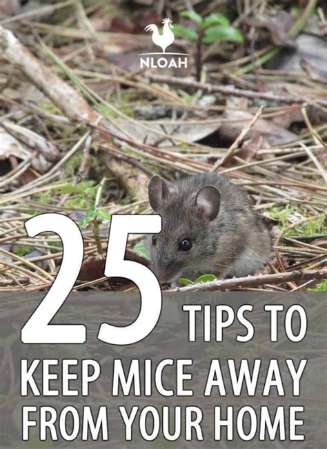 25 Tips To Keep Mice Away From Your Home • New Life On A Homestead