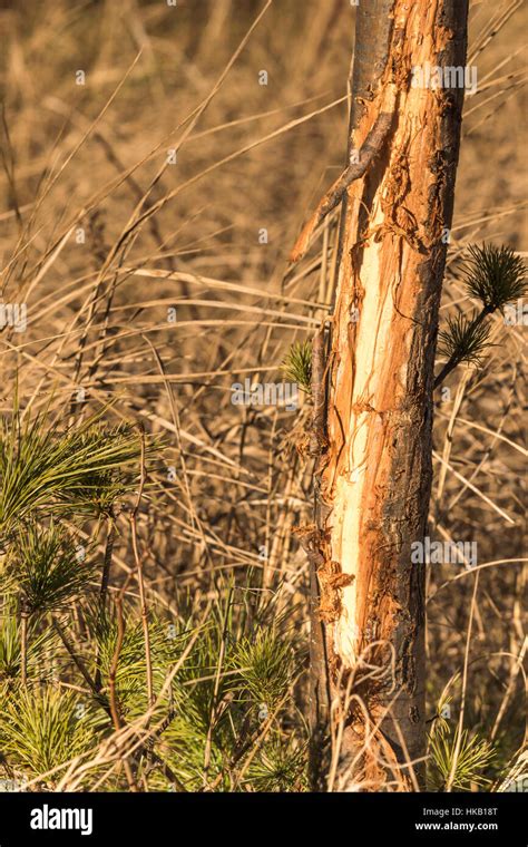 White Tailed Buck Rub Stock Photo Alamy