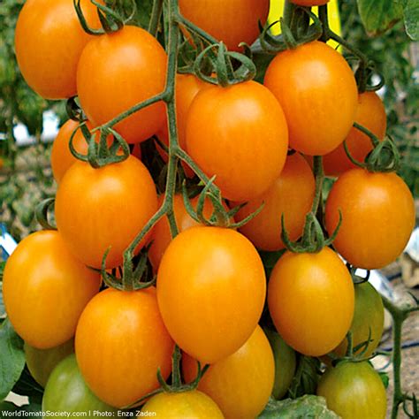 Supersweet 100 F1 Hybrid Tomato A Comprehensive Guide World Tomato