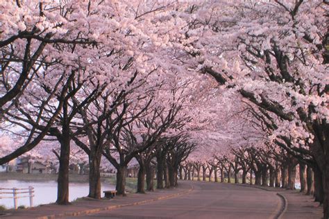 Los 15 Mejores Paisajes De Japón Que Tienes Que Visitar Tips Para Tu