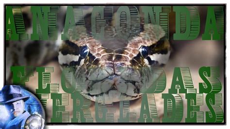 Anacondas In Floridas Everglades Youtube