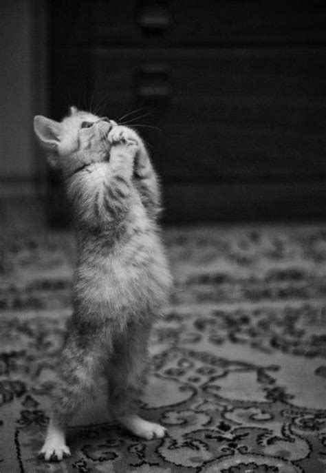 28 Cats Standing On Their Hind Legs Pleated Cute Kittens