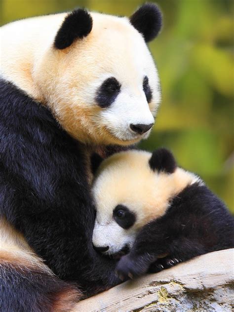 Free Download Cute Baby Panda Wallpaper Images Amp Pictures Becuo