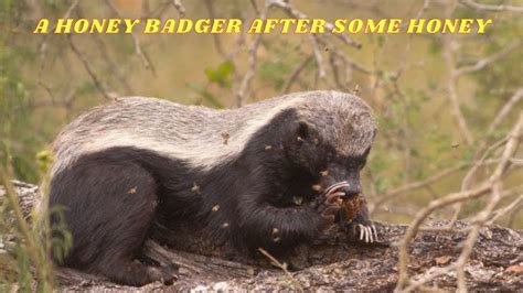 Honey Badgers The Fearless Predator Of The African Wilderness Youtube