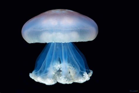 Related Image Giant Jellyfish Zooborns Deep Sea Creatures