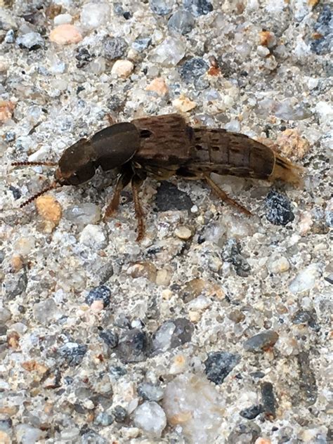 Large Rove Beetle In Rhode Island 1 Is It Gold And Brown Rove