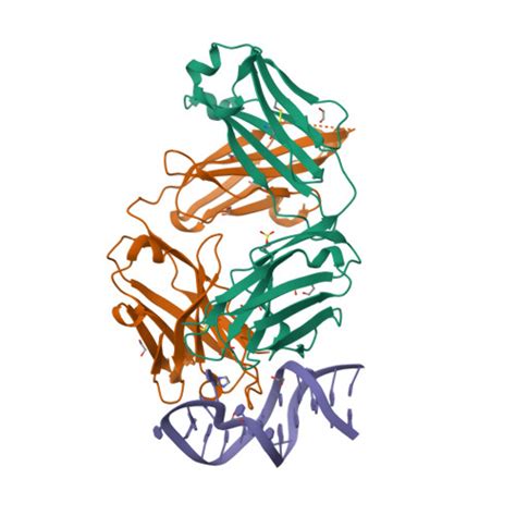 Bevacizumab Vegfr Targetmol