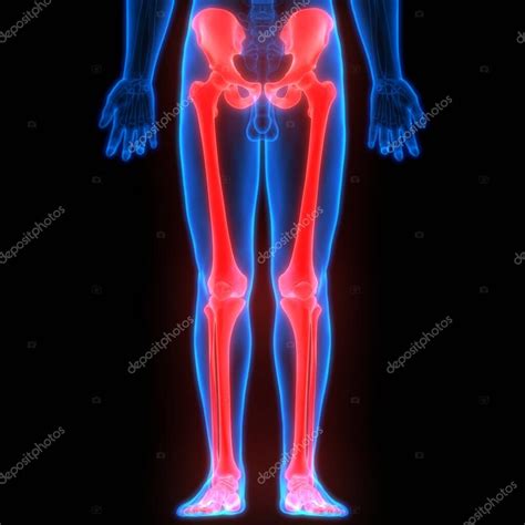 Illustration Human Skeleton System Bone Joints Anatomy - Stock Photo ...