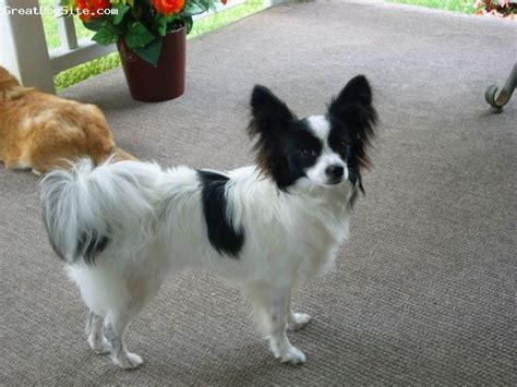 A Photo Of A 9 Months Old Black And White Papillon She Is A