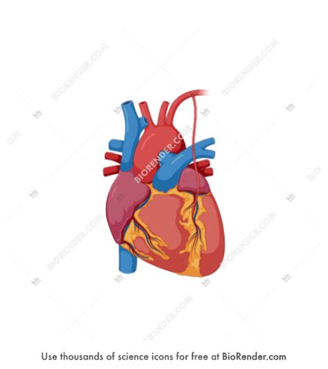 Coronary Artery Bypass Graft 1 Single