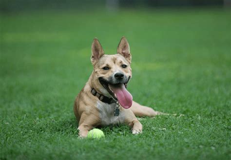 10 Fun Facts About The Carolina Dog Breed Kulturaupice