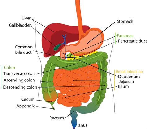 Start studying labelled liver diagram. VITAL ORGANS: DIGESTIVE SERIES - The Liver - FODMAP Everyday