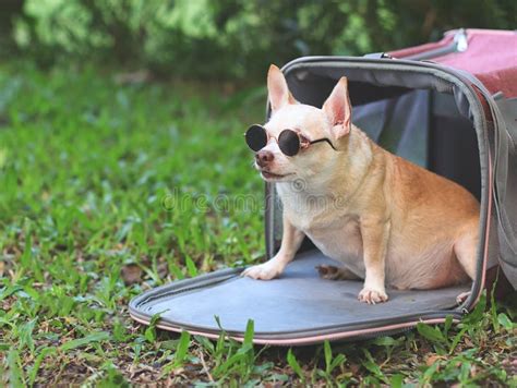 Fat Brown Chihuahua Dog Wearing Sunglasses Sitting In Pink Fabric