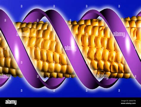 Genetically Engineered Maize Conceptual Computer Illustration Of A Dna