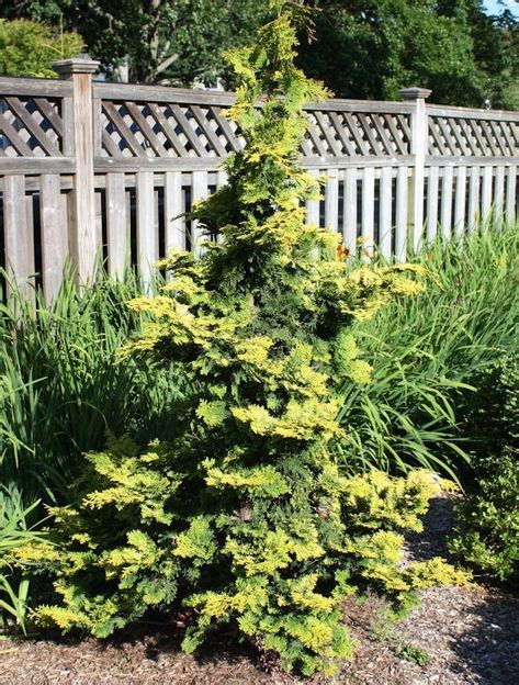 11 Specimen Evergreens Ideas Conifers Garden Evergreen Garden Plants