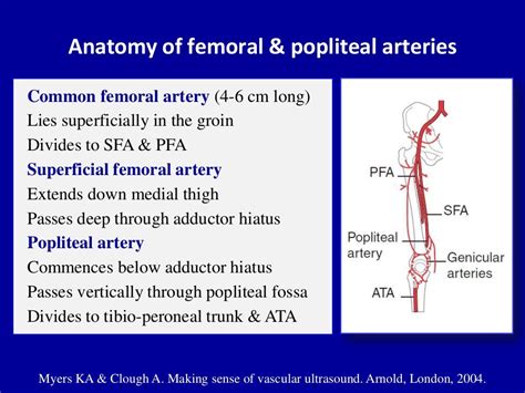 Doppler Ultrasound Of Lower Limb Arteries