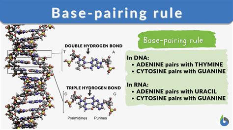 Base Pairing Rule Definition And Examples Biology Online Dictionary